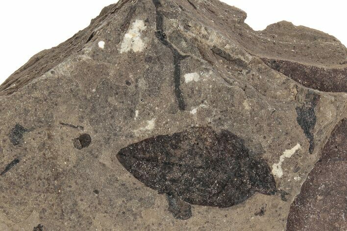 Fossil Leaf (Decodon) - McAbee, BC #226007